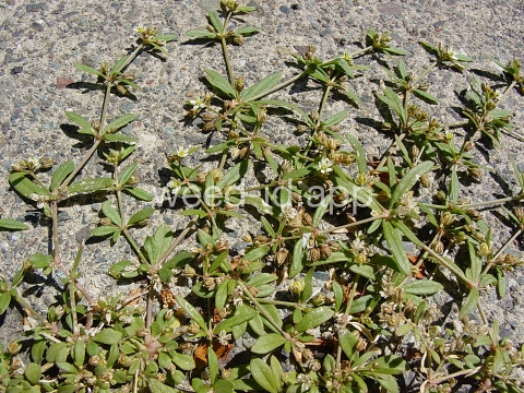 carpetweed